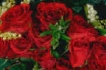 Roses057.jpg (86816 bytes)